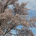 Prunus serrulata_Japansk Kirsebaer_16042014_Snejbjerg_005.jpg