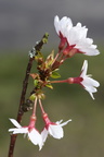 Prunus serrulata (Japansk Kirsebær)