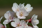 Prunus serrulata (Japansk Kirsebær)