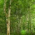 Birketræer ved Gødstrup Sø