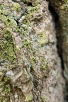 Calicium viride (Gulgrøn nålelav)