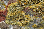 Caloplaca decipiens (Knudret orangelav)