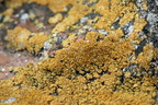 Caloplaca decipiens (Knudret orangelav)