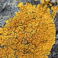 Caloplaca thallincola (Bredfliget orangelav)