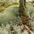 Cladonia ciliata_Spinkel rensdyrlav_25052016_lysning_i_Nystrup_Klitplantage._3.jpg