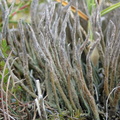 Cladonia cornuta (Syl-bægerlav)