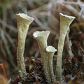 Cladonia deformis (Kreneleret bægerlav)