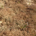 Cladonia rangiformis (Spættet bægerlav)