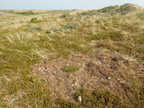 Cladonia rangiformis (Spættet bægerlav)