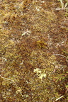 Cladonia subcervicornis (Kyst-bægerlav)