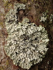 Hypogymnia physodes (Almindelig kvistlav)