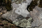 Lavsamfund - mosaik
