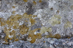 Lavsamfund mosaik på kalkholdigt substrat