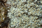 Lecanora polytropa (Bleggrøn kantskivelav)