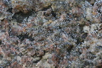 Myriolecis dispersa, Lecanora dispersa (Spredt kantskivelav)