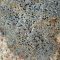 Rhizocarpon reductum, Rhizocarpon obscuratum (Mørk landkortlav)
