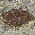 Acarospora nitrophila (Acarospora nitrophila)