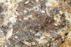 Acarospora veronensis (Acarospora veronensis)