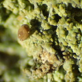 Baeomyces rufus (Rødbrun svampelav)