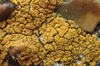 Flavoplaca dichroa, Caloplaca dichroa (Tofarvet orangelav)