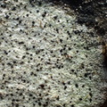 Clauzadea monticola (Kalk-clauzadea)