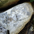 Lecania hutchinsiae (Lecania hutchinsiae)