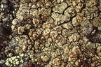 Lecanora intricata (Klippe-kantskivelav)
