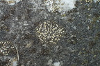 Lecanora semipallida (Lecanora semipallida)