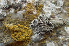Myriolecis albescens, Lecanora albescens (Cement-kantskivelav)