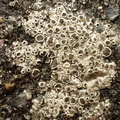 Myriolecis albescens, Lecanora albescens (Cement-kantskivelav)