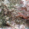 Myriospora smaragdula, Acarospora smaragdula (Liden småsporelav)