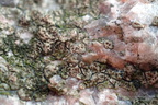 Myriospora smaragdula, Acarospora smaragdula (Liden småsporelav)