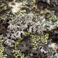 Stereocaulon vesuvianum (Skjold-korallav)