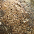 Verrucaria pinguicula (Verrucaria pinguicula)