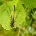Rød vandnymfe (Pyrrhosoma nymphula) - han