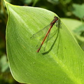 Rød vandnymfe (Pyrrhosoma nymphula) - han