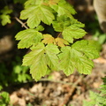 Acer pseudoplatanus (Ahorn)