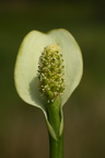 Calla palustris (Kærmysse)