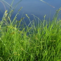 Carex canescens (Grå Star)