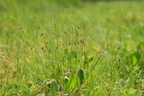 Carex limosa (Dynd-star)