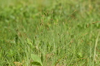 Carex limosa (Dynd-star)