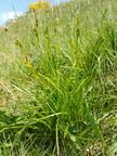 Carex pallescens (Bleg star)