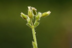 Cerastium glomeratum (Opret hønsetarm)