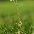 Cerastium glomeratum (Opret hønsetarm)