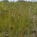 Eleocharis quinqueflora (Fåblomstret Kogleaks)