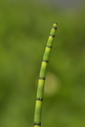 Equisetum fluviatile (Dynd-padderok)