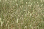 Festuca arenaria (Klit-svingel)