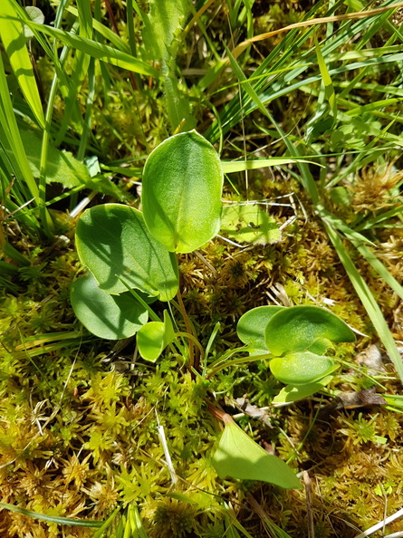 Parnassia palustris_Leverurt_19062018_Vinge_Moellebaek_002.jpg