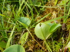 Parnassia palustris (Leverurt)