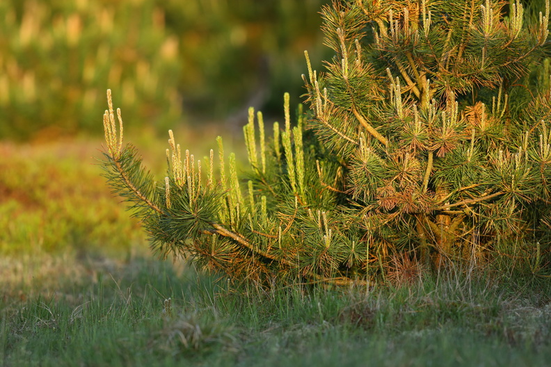 Pinus mugo_Bjerg-fyr_17052018_Jyndevad_Plantage_015.jpg